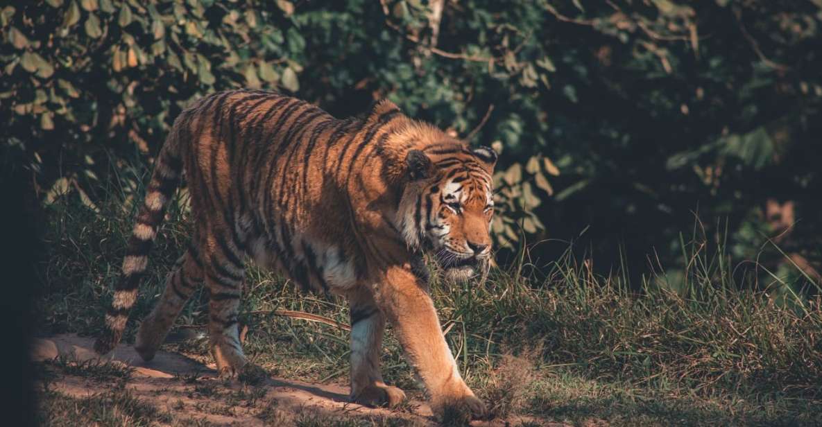From Delhi: 2-Day Jim Corbett Tiger Safari Tour By Car - Private jeep + English guide: what you’re really paying for