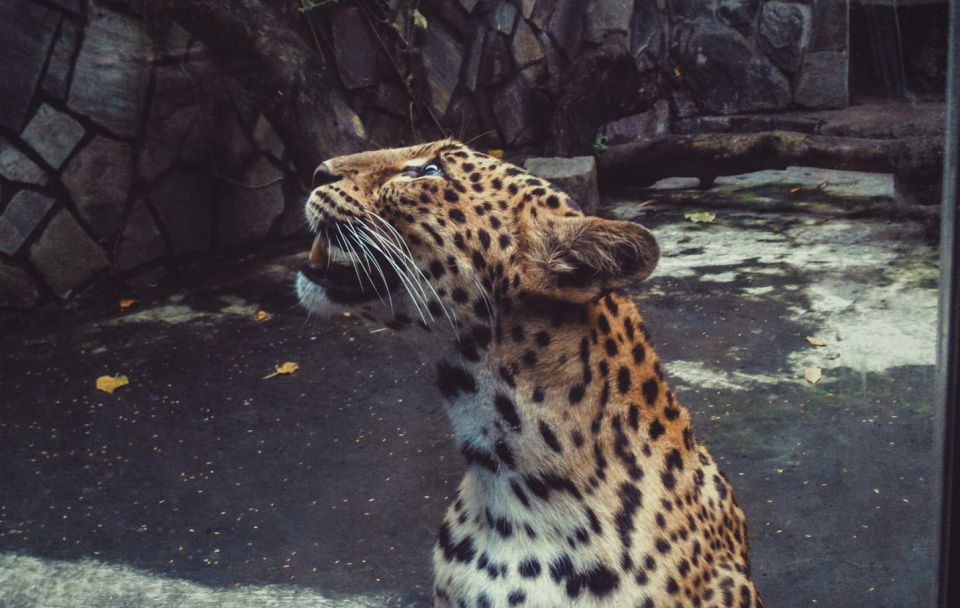 From Delhi: 2-Day Jim Corbett Tiger Safari Tour By Car - Your hotel setup in Ramnagar: comfort, meals, and the 3-star to 5-star gap