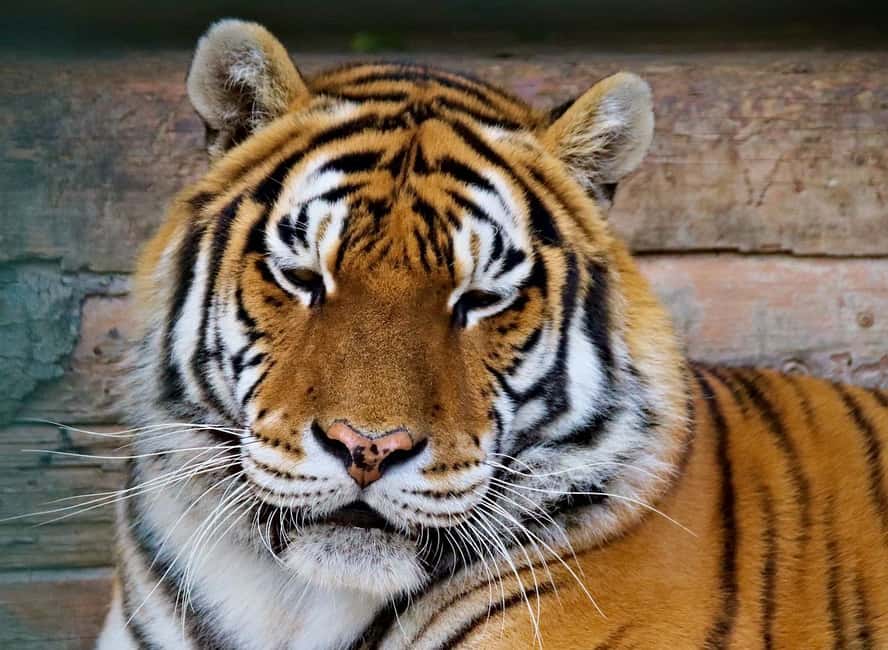 From Delhi: 3-Day Ranthambore Tiger Safari Tours India - Key highlights worth getting excited about