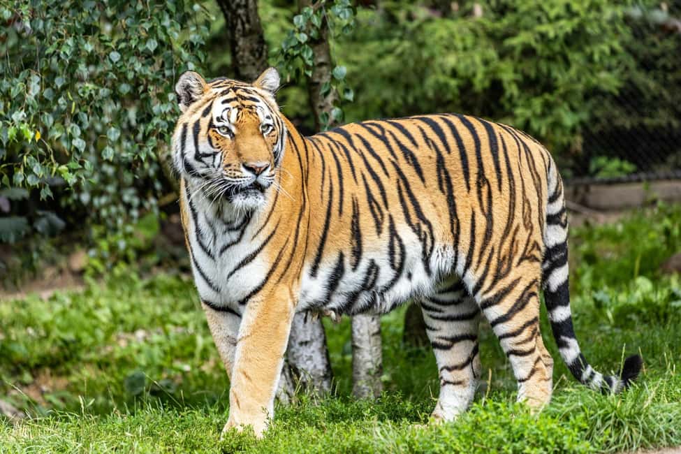 From Delhi: 3-Day Ranthambore Tiger Safari Tours India - Price and value: what $392 per person is really paying for