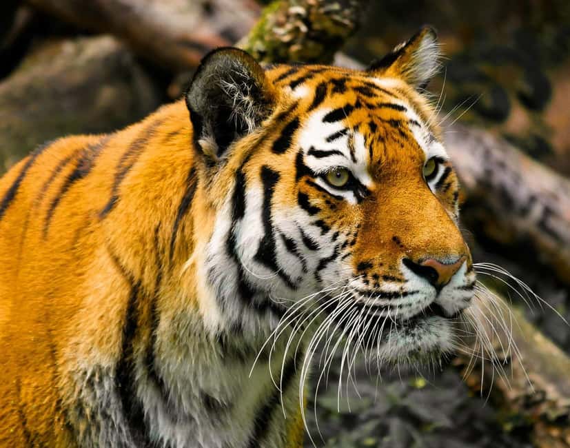 From Delhi: 3-Day Ranthambore Tiger Safari Tours India - Why Ranthambore’s tiger country rewards early mornings
