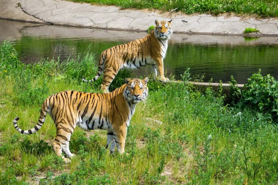 From Delhi: 3-Day Ranthambore Tiger Safari Tours India - Safari structure: four jeep drives, Forest Department rules, and random zones