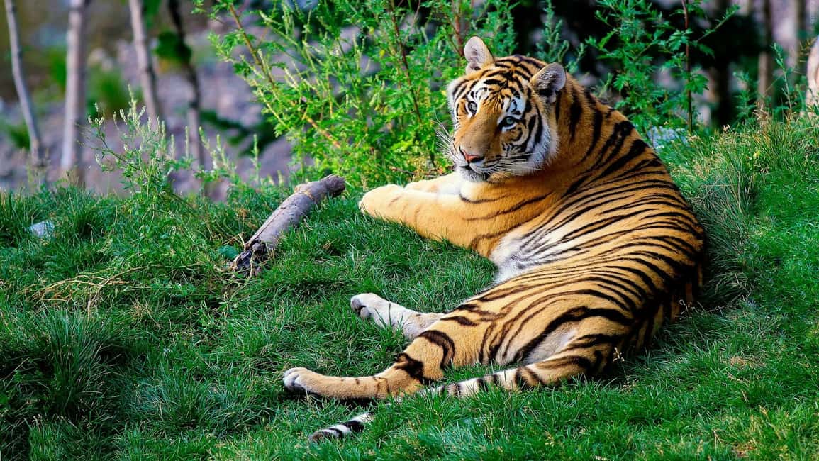 From Delhi: 3-Day Ranthambore Tiger Safari Tours India - Day 1: first safari drive and how to use it well