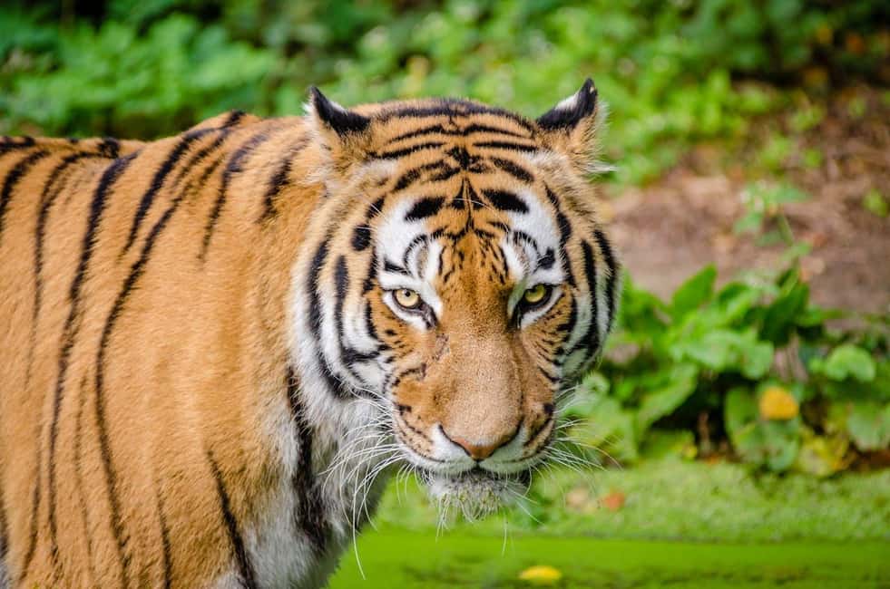 From Delhi: 3-Day Ranthambore Tiger Safari Tours India - Day 2: morning and afternoon safaris for tiger chances and bird-watching momentum