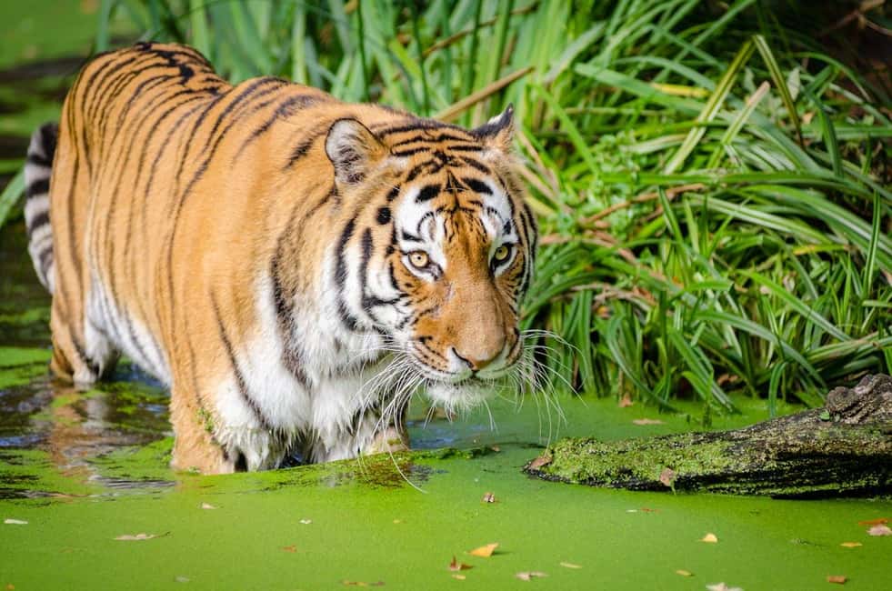 From Delhi: 3-Day Ranthambore Tiger Safari Tours India - Day 3: one last morning safari and then back to Delhi