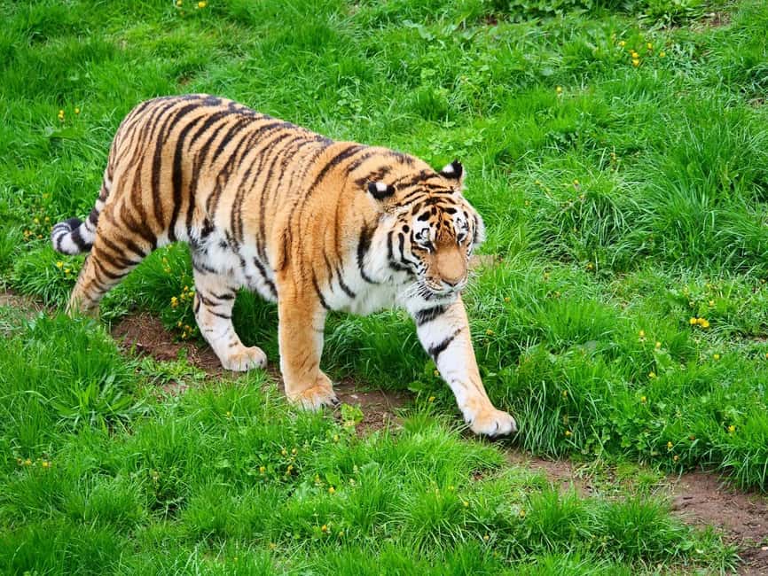 From Delhi: 3-Day Ranthambore Tiger Safari Tours India - Hotels and meals: comfortable downtime after long safari sessions