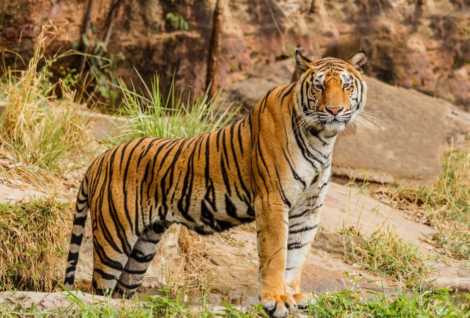 From Delhi: 3-Day Ranthambore Tiger Safari Tours India - Practical packing: what to bring (and what to skip) for Ranthambore