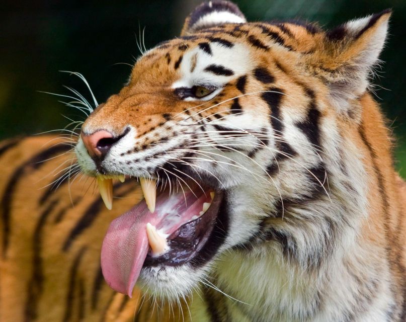 From Delhi: 3-Day Ranthambore Tiger Safari Tours India - From Delhi to Ranthambore: the road trip setup that matters