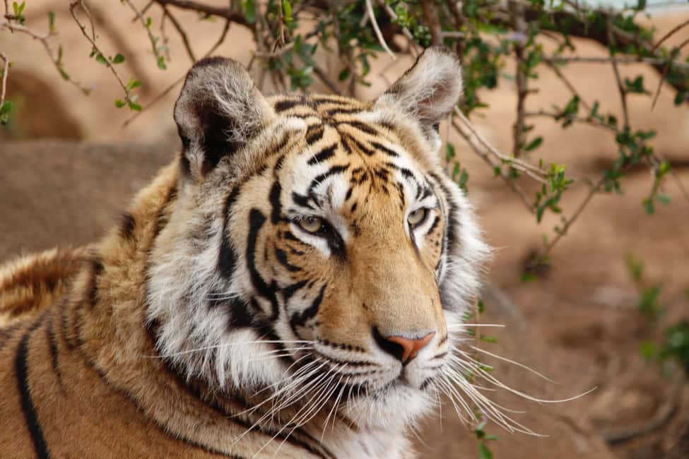 From Delhi: 4-Day Golden Triangle & Ranthambore Guided Tour - Why This 4-Day Golden Triangle Feels Like a Sprint (and Why That’s Good)