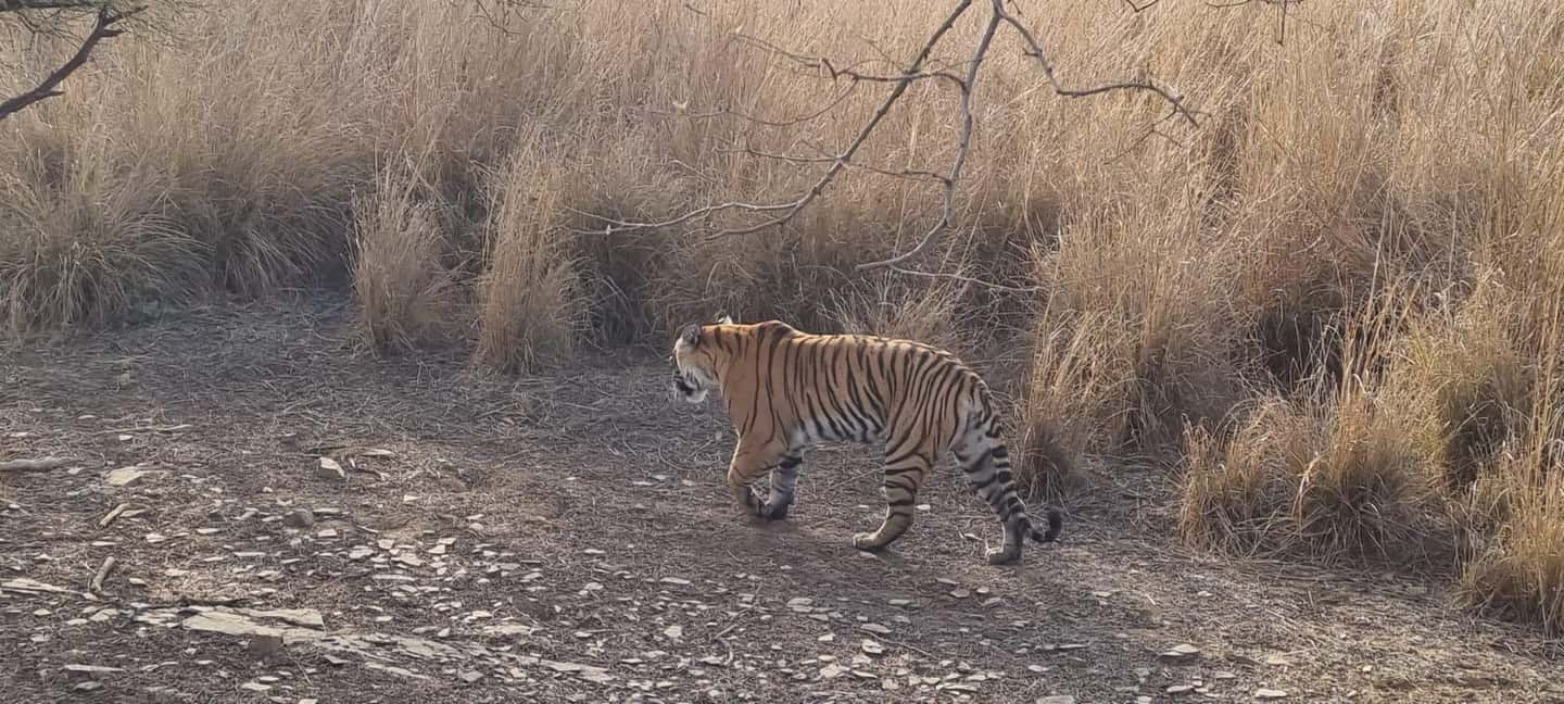 From Delhi: 4-Day Golden Triangle & Ranthambore Guided Tour - Delhi Day 1: Jama Masjid, Chandni Chowk Rickshaw, and the City’s Multiple Layers