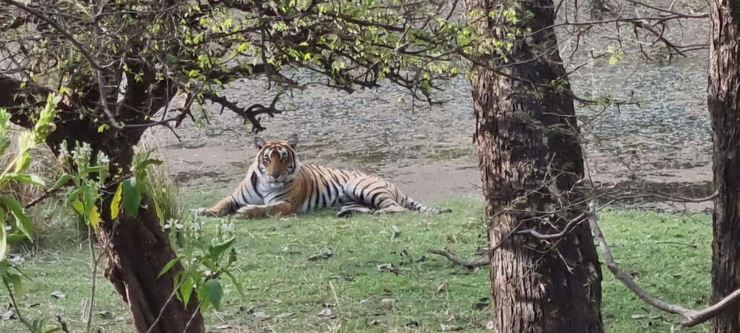 From Delhi: 4-Day Golden Triangle & Ranthambore Guided Tour - Ranthambore Safari Morning: What to Expect When the Tiger Is a Bonus