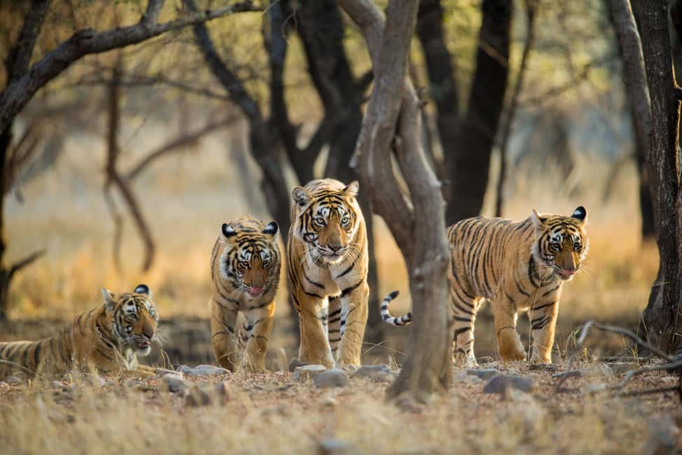 From Delhi: 4-Day Golden Triangle & Ranthambore Guided Tour - Transport, Guides, and the Real Meaning of Value at $115