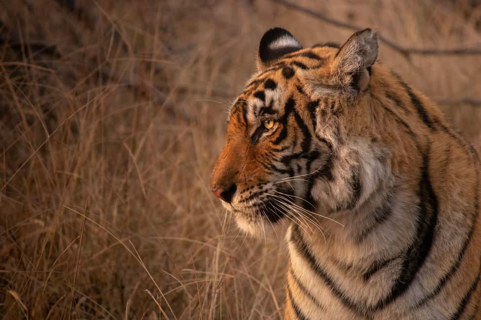 From Delhi: 4-Day Golden Triangle & Ranthambore Tiger Safari - Key highlights you can actually plan around
