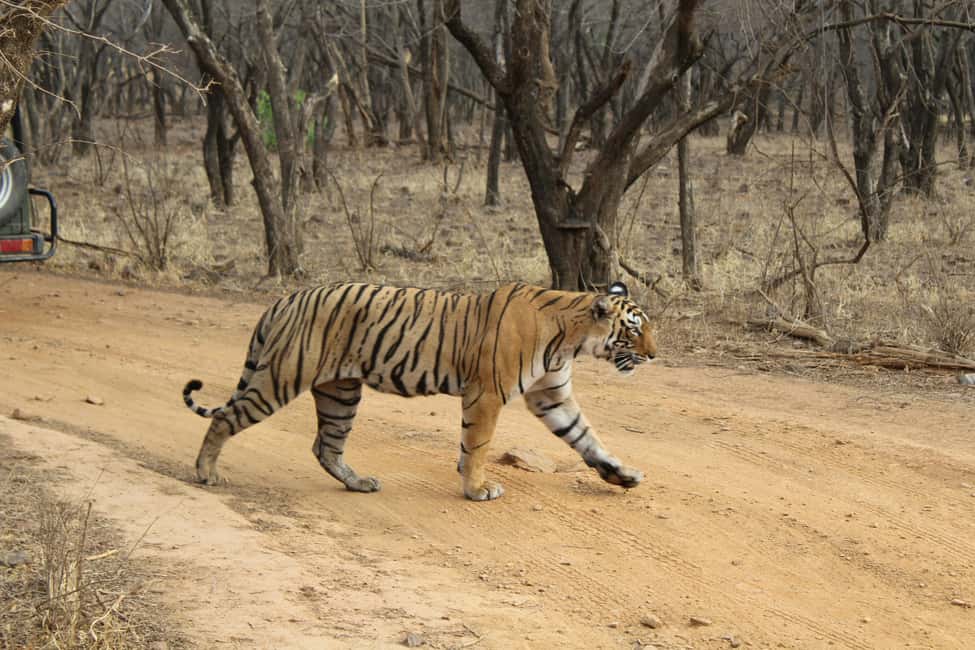 From Delhi: 4-Day Golden Triangle & Ranthambore Tiger Safari - 4 Cities in 4 Days: Why This Golden Triangle Works