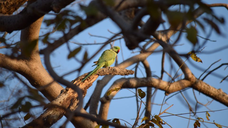 From Delhi: 4-Day Golden Triangle & Ranthambore Tiger Safari - Moving to Jaipur: The Comfort Check Between Big Days