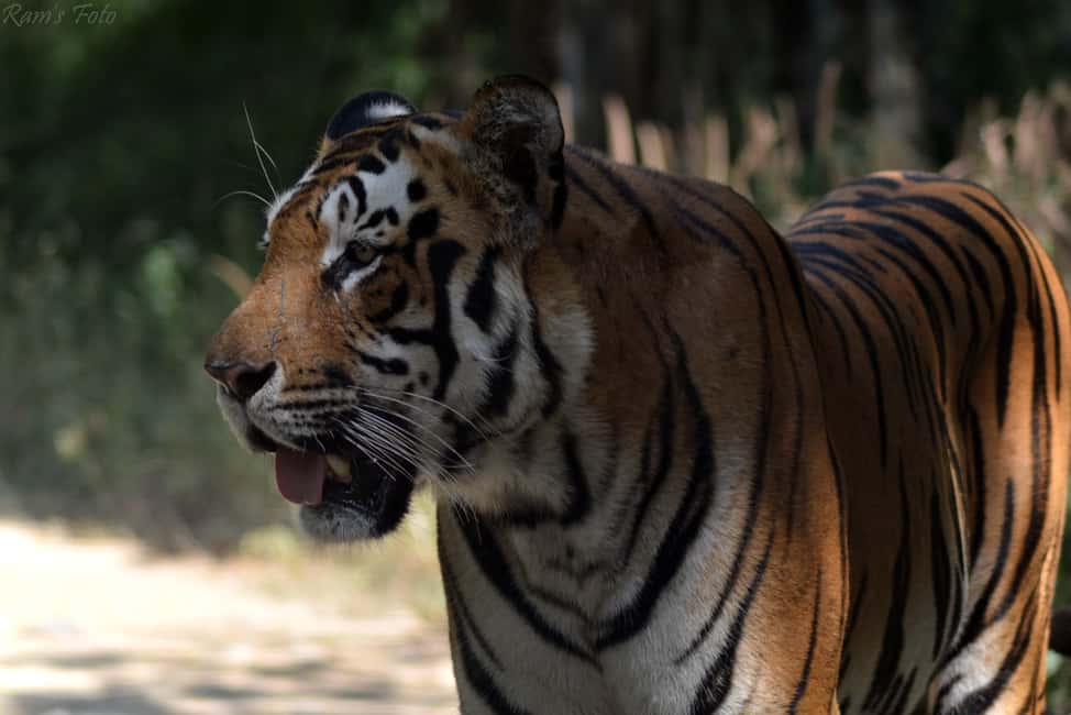 From Delhi: 5 Day Golden Triangle, Safari, & Bird Sanctuary - Food, comfort, and the street-food reality check (Chaupati)