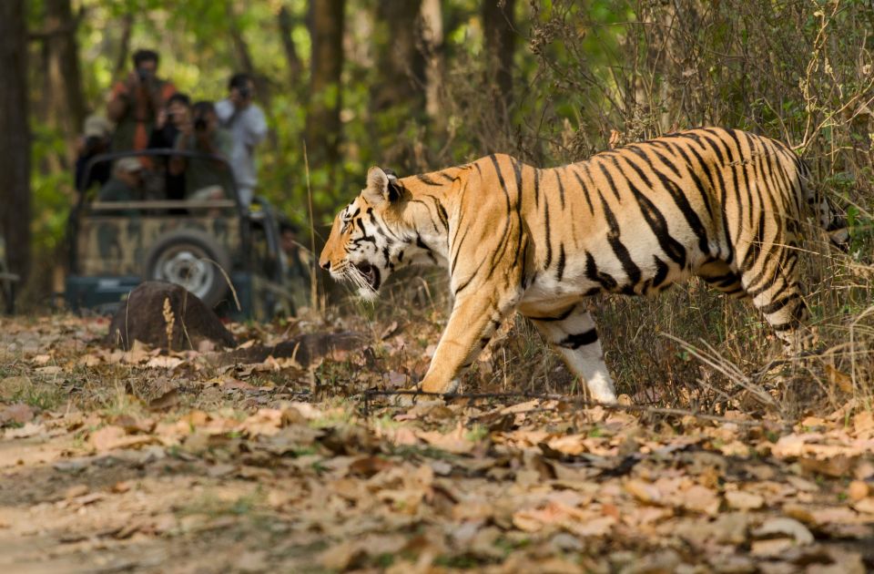 From Delhi: 5-Day Tiger Safari & Golden Triangle Tour - Watch-outs: shopping pressure, hotel variation, and pacing