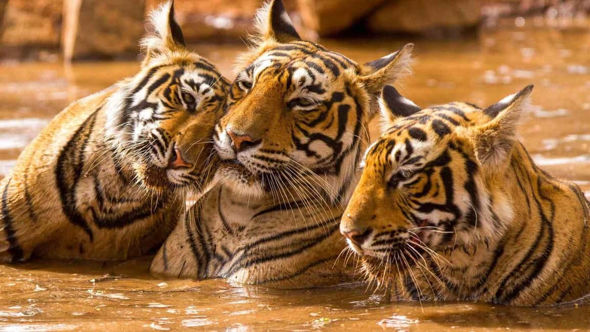 From Delhi: 6-Day Golden Triangle Tour with Ranthambore - FAQ