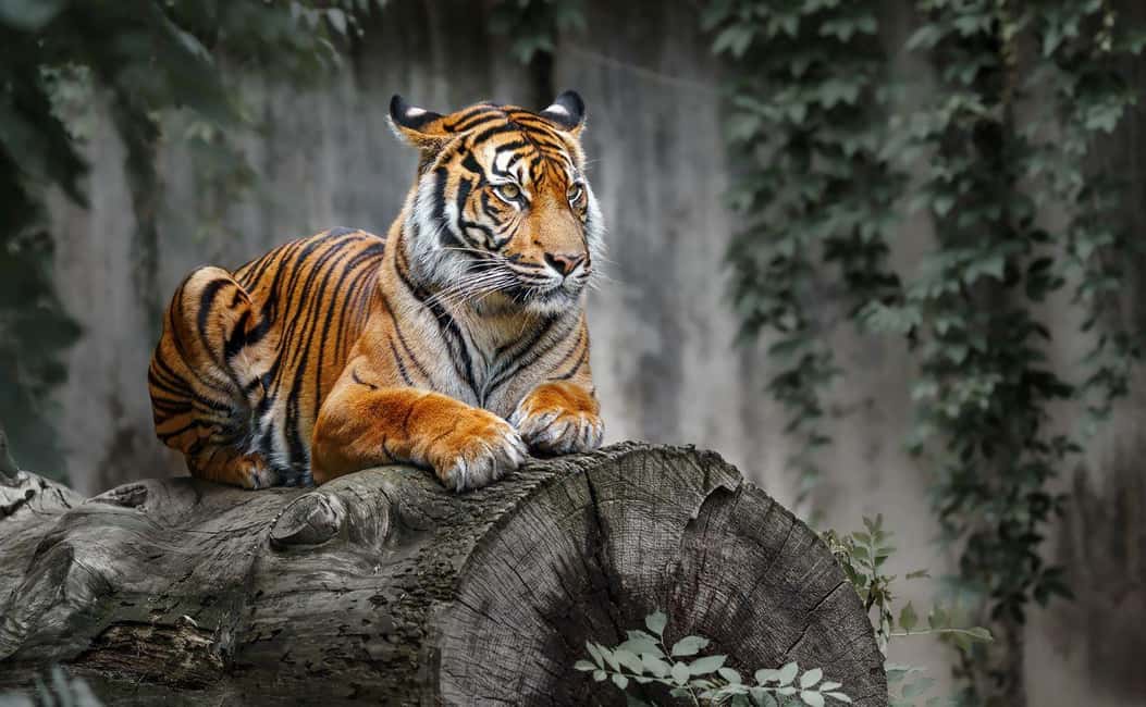 From Delhi: Ranthambore National Park Day Trip with Safari - Key things to know before your Ranthambore safari day