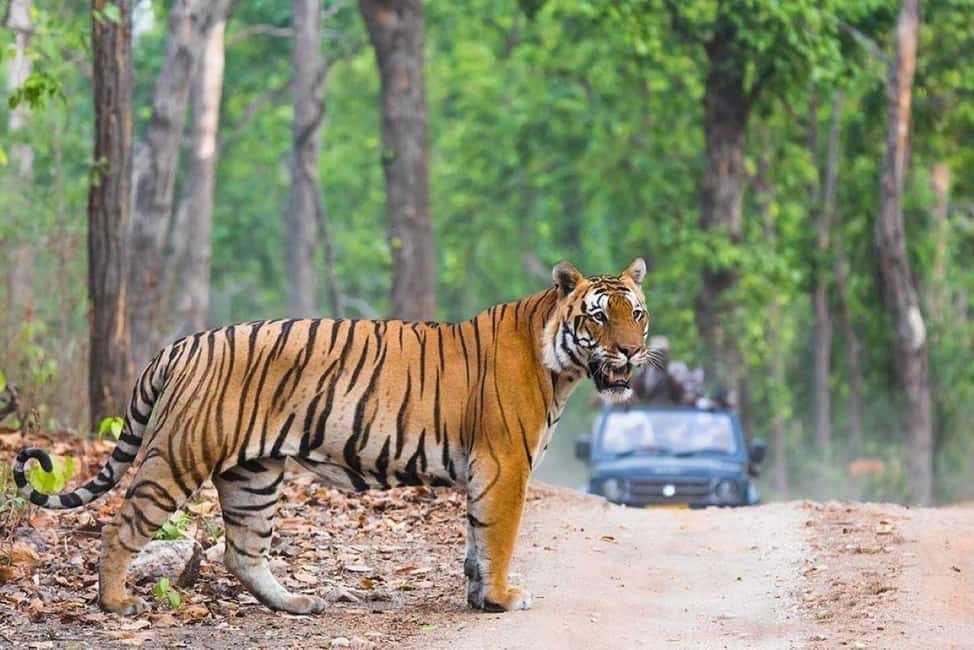 From Delhi: Ranthambore National Park Day Trip with Safari - The Delhi-to-Ranthambore road trip reality: long, but manageable