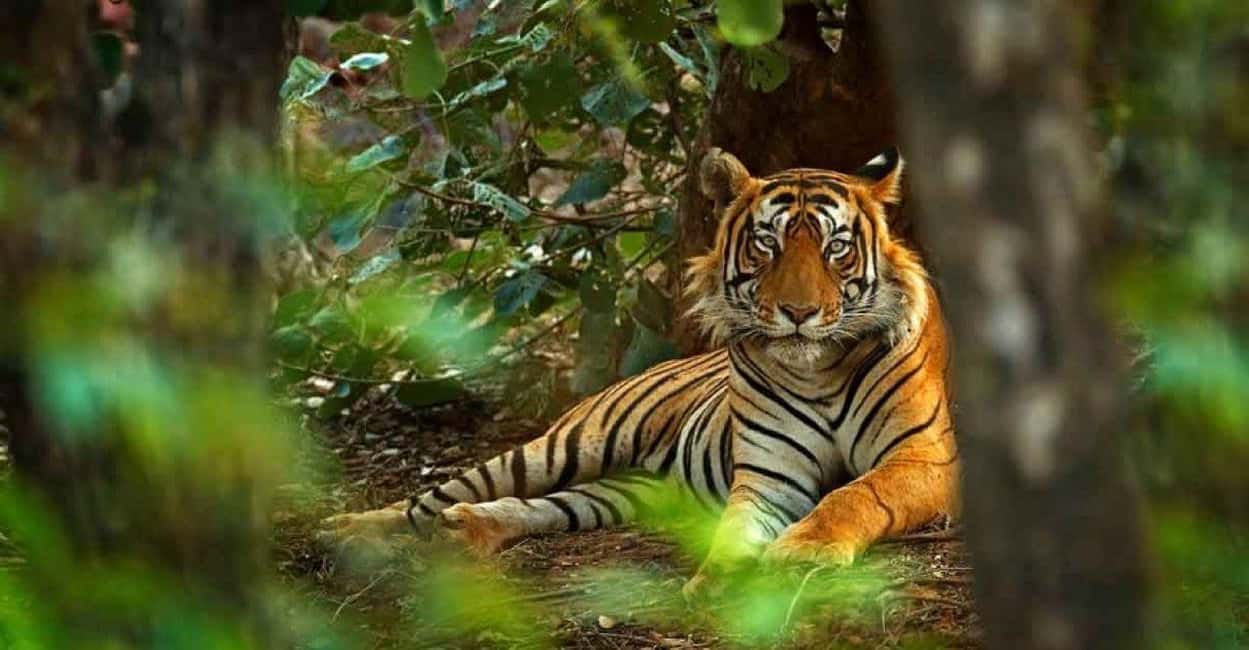 From Delhi: Ranthambore National Park Day Trip with Safari - Afternoon jeep safari: your best shot at tigers, leopards, and more