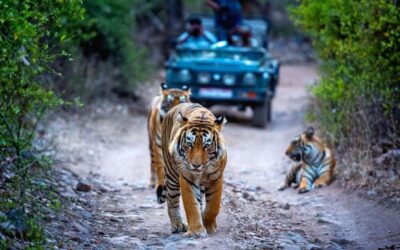 From Delhi: Ranthambore National Park Day Trip with Safari - Timing on the ground: lunch, check-in, then safari