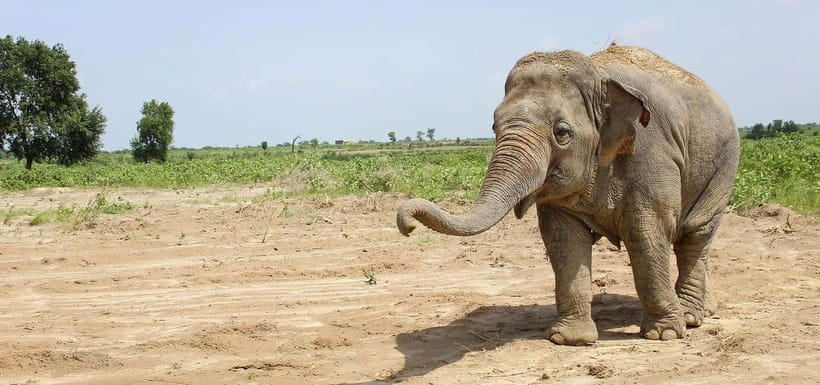 From Delhi: Taj Mahal Sunrise and Elephant Conservation Tour - Who should book this sunrise + elephants day