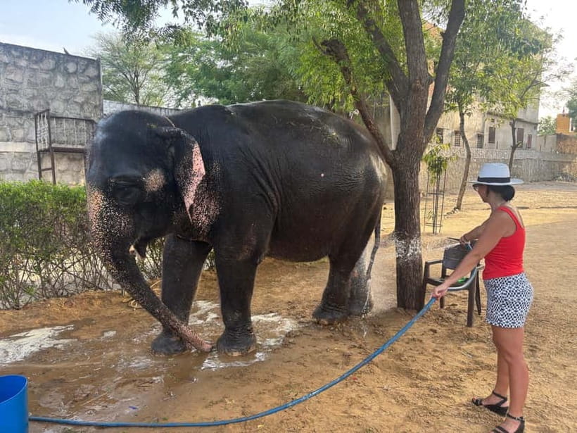 From Delhi: Taj Mahal Sunrise and Elephant Conservation Tour - Skip-the-line entry and how to use it