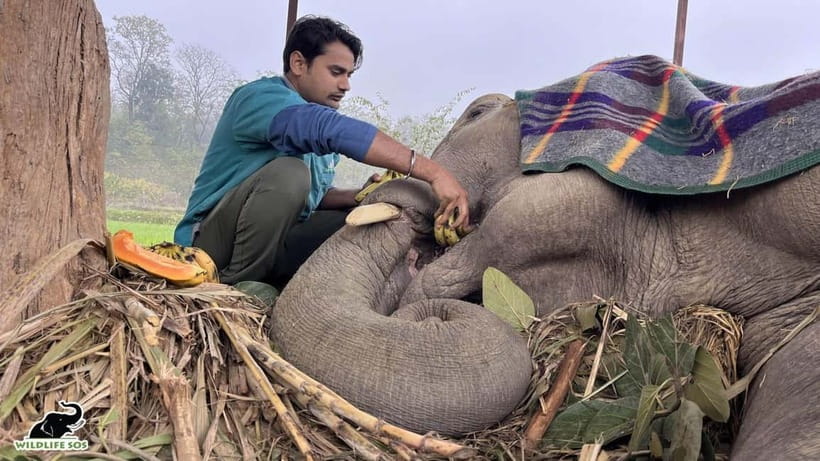 From Delhi: Taj Mahal Sunrise and Elephant Conservation Tour - Breakfast in Agra: fuel that actually helps