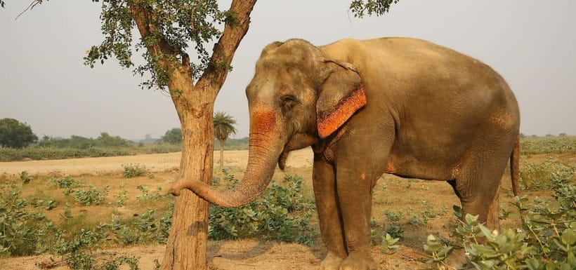 From Delhi: Taj Mahal Sunrise and Elephant Conservation Tour - Wildlife SOS elephant conservation: what your visit is and isn’t