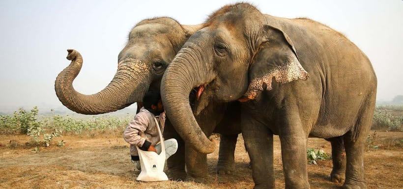 From Delhi: Taj Mahal Sunrise and Elephant Conservation Tour - Price and value: what $2.47 buys you in practice