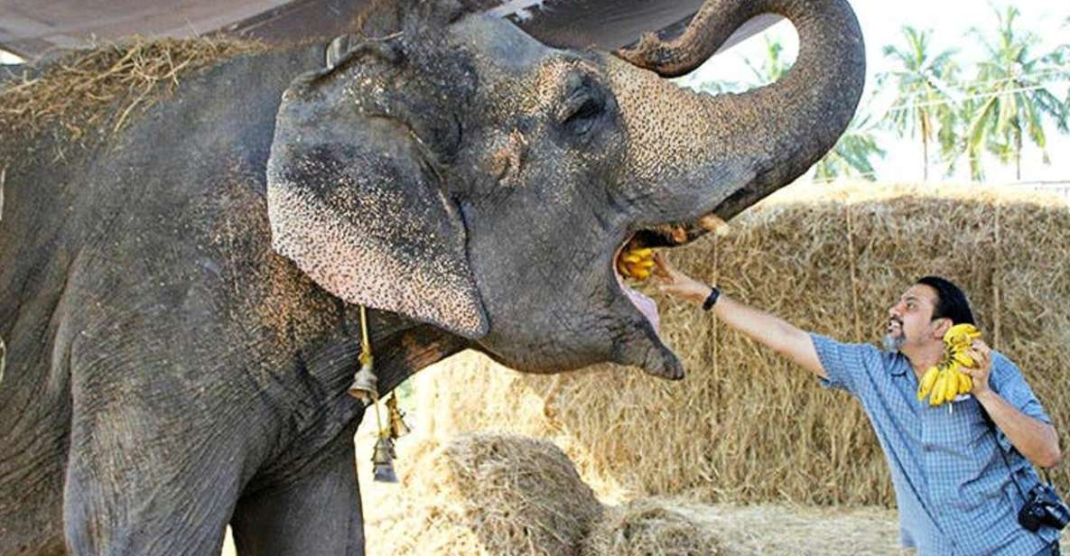From Delhi: Taj Mahal Sunrise and Elephant Wildlife SOS Tour - Key things to know before you go