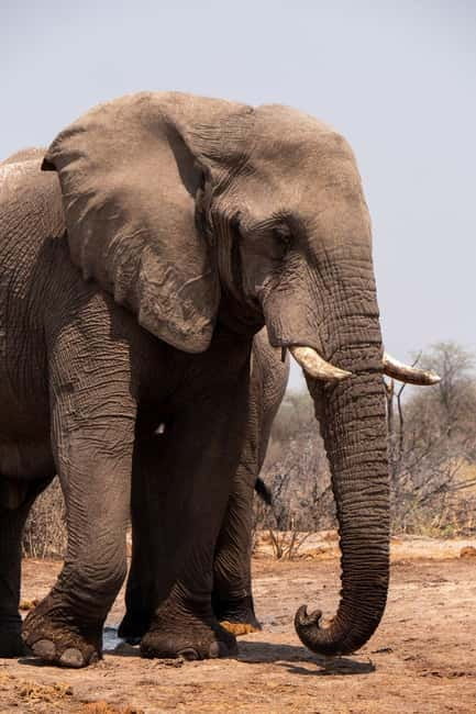 From Delhi: Taj Mahal Sunrise and Elephant Wildlife SOS Tour - Breakfast breaks and the lunch option: how to plan your fuel