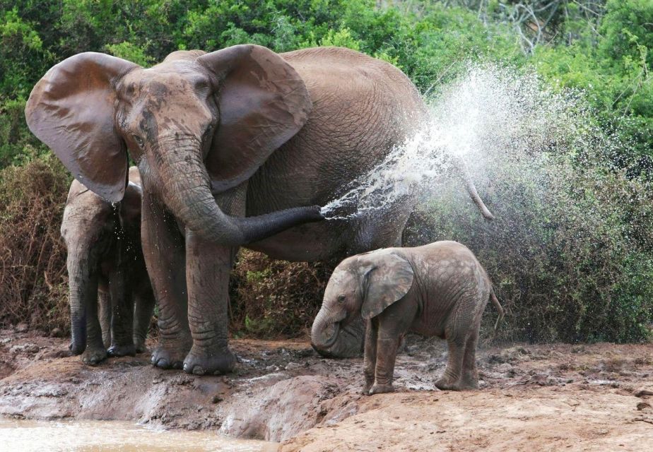 From Delhi: Taj Mahal Tour with Elephant Conservation Centre - Key highlights you’ll feel right away