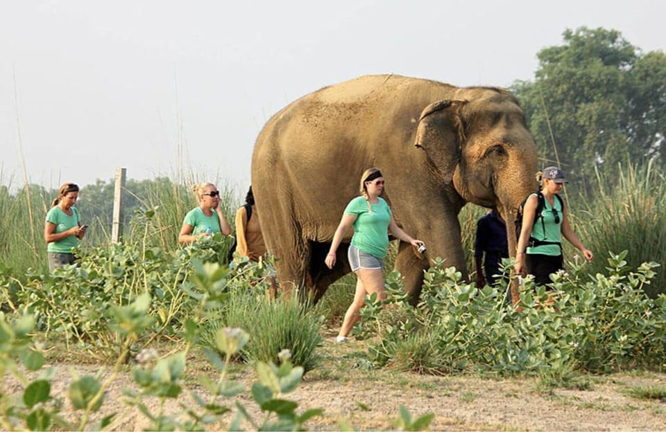 From Delhi: Taj Mahal with Photographer & Elephant SOS Tour - Practical tips so your photos and elephants stop go smoothly