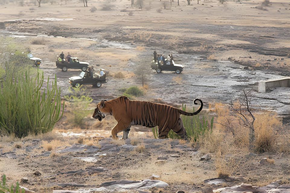 From Jaipur : 2 Days Ranthambore Tiger Safari Tour By Car - Key Things I’d Pay Attention To