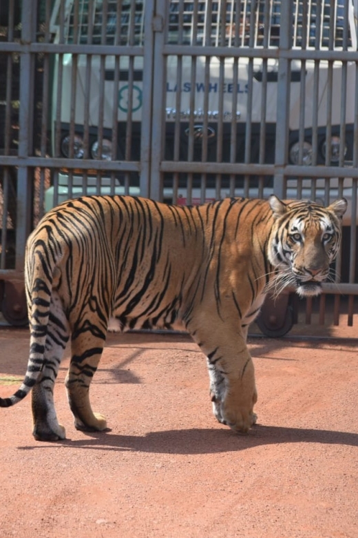 From Jaipur : 2 Days Ranthambore Tiger Safari Tour By Car - Jaipur to Ranthambore by AC Car: The 3-Hour Reality Check