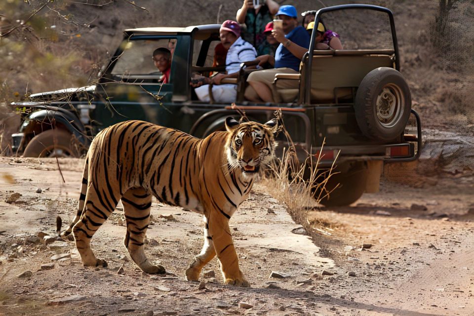 From Jaipur : 2 Days Ranthambore Tiger Safari Tour By Car - Hotel Night in Ranthambore: Where Comfort Changes Your Day Two