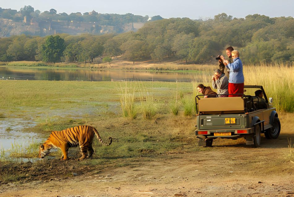 From Jaipur : 2 Days Ranthambore Tiger Safari Tour By Car - Day One Plan: Afternoon Safari After Arrival