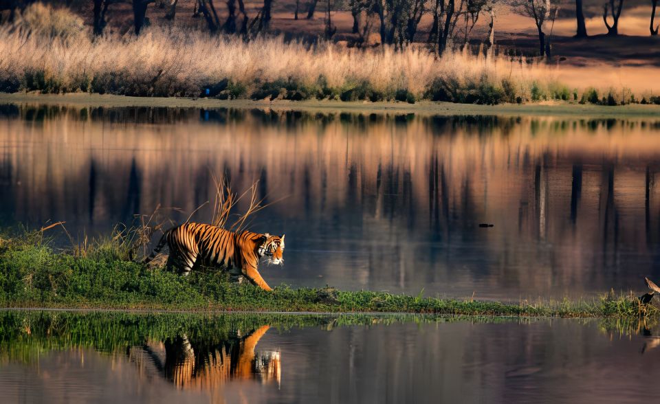 From Jaipur : 2 Days Ranthambore Tiger Safari Tour By Car - Day Two: Early Morning Safari Plus Ranthambore Fort