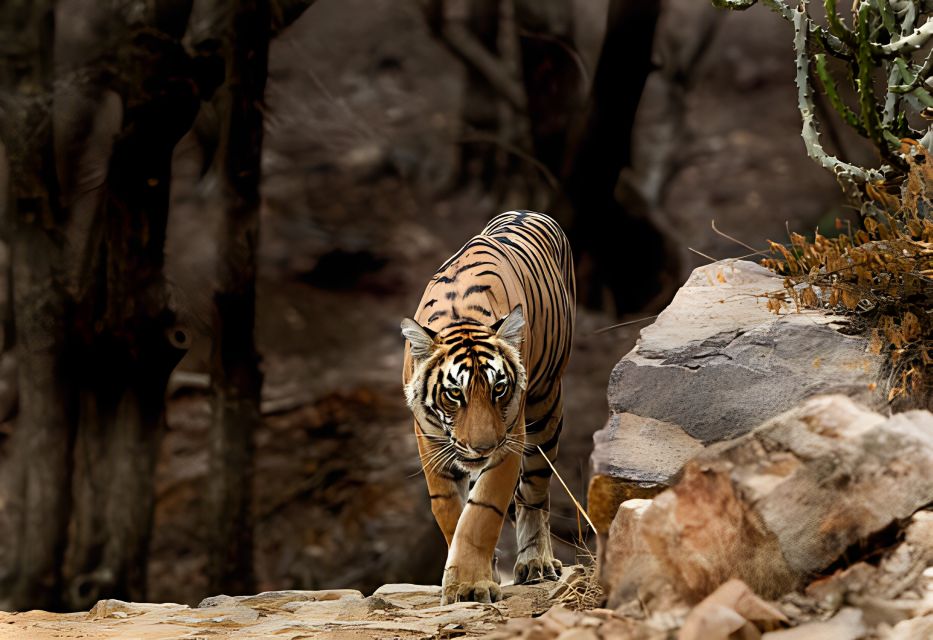 From Jaipur : 2 Days Ranthambore Tiger Safari Tour By Car - Price and Value: Is $222 per Person Fair for This Two-Day Mix?