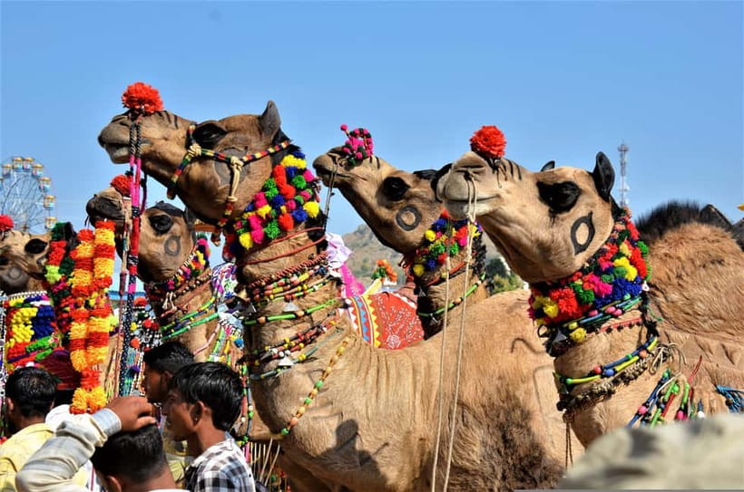 From Jaipur: One-Day Trip From Jaipur to Pushkar - Rangnath Venugopal Temple and key shrines: the calm between the big names