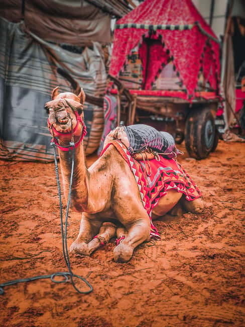 From Jaipur: One-Day Trip From Jaipur to Pushkar - Camel ride in Pushkar: classic fun, with practical expectations