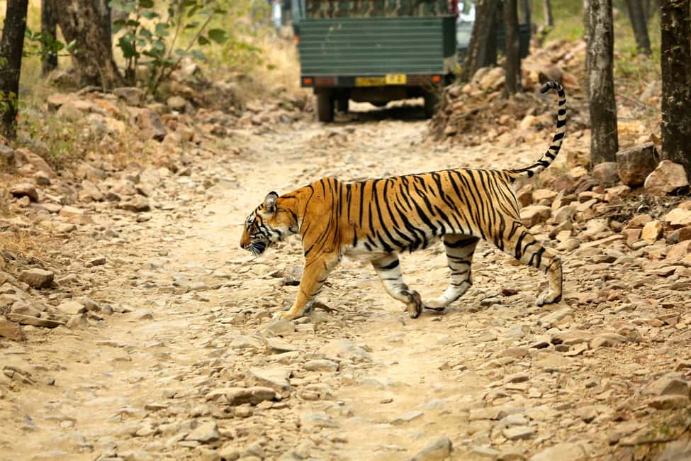 From Jaipur: One Day Trip to Ranthambore Tiger Safari - One Day, Two Big Phases: Drive Out and Safari In