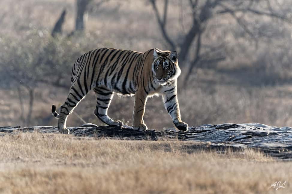 From Jaipur: One Day Trip to Ranthambore Tiger Safari - Inside Ranthambore: Fort, Temples, and the Game-Drive Focus
