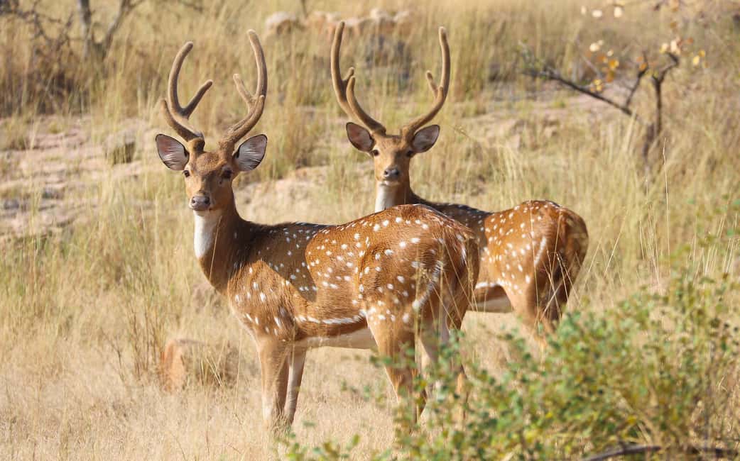 From Jaipur: One Day Trip to Ranthambore Tiger Safari - Jeep vs Canter: Comfort, Sharing, and Your Odds