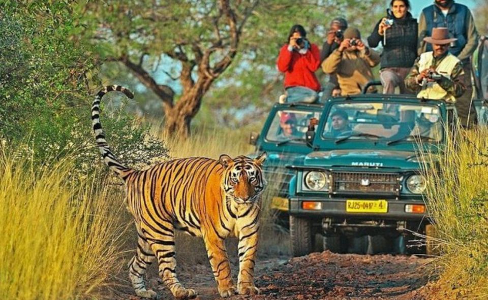 From Jaipur: Praivte Ranthambore Tour By Jeep Canter Safari - What you might see in Ranthambore: more than tigers