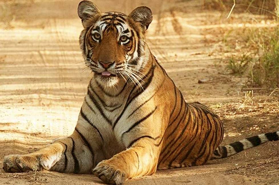 From Jaipur: Praivte Ranthambore Tour By Jeep Canter Safari - Jeep vs canter safari: how vehicle choice changes your day