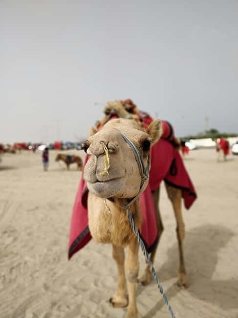 From Jaipur: Pushkar and Ajmer Private Day Trip - Private Transport, English Guidance, and the Skip-the-Line Detail