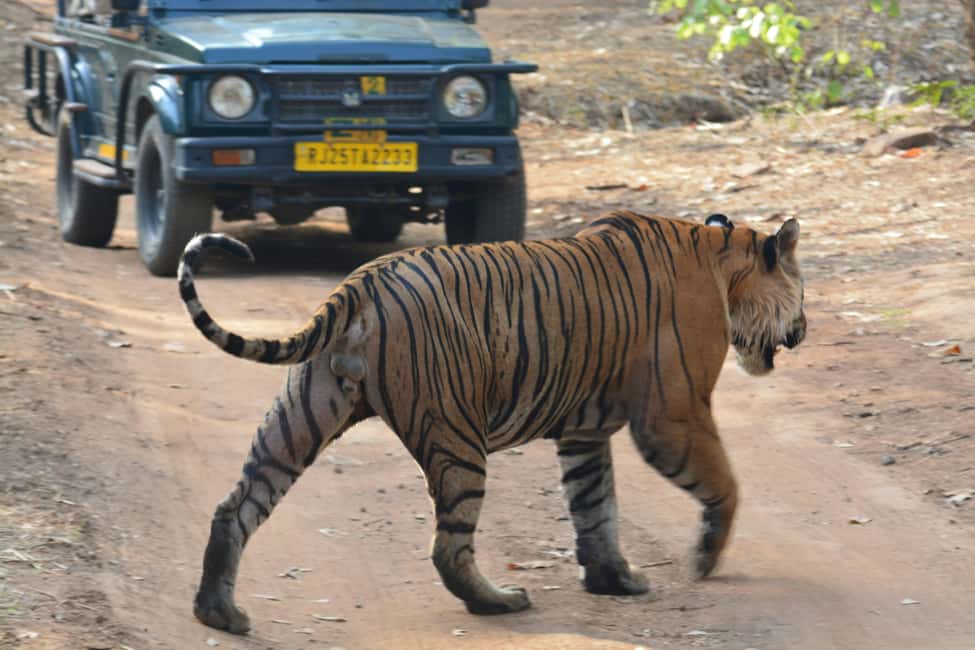 From Jaipur: Ranthambore National Park Day Trip with Safari - The long drive from Jaipur that actually makes the day work